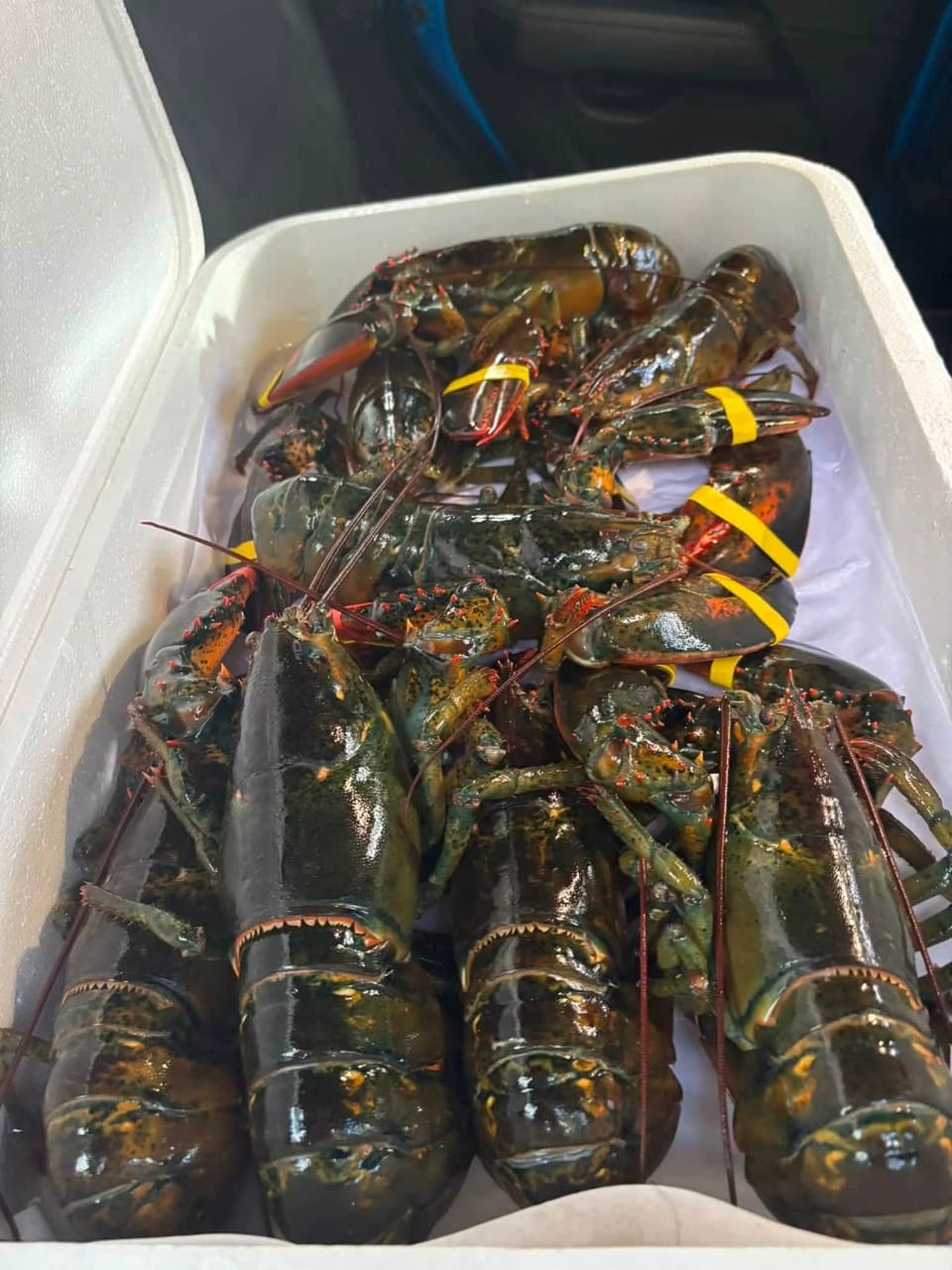 Counch Shell Fish Fresh Fish & Live Lobster in Manchester NH | Freddie's
